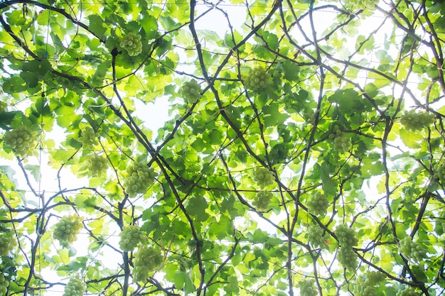 Green grapes hanging on a bush, Damnoen Saduk, Ratchaburi Province. Thailand