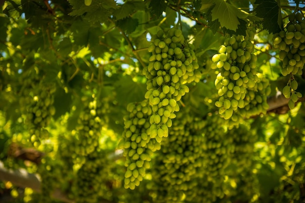 Green grapes hanging fresh green grapes in a vineyard