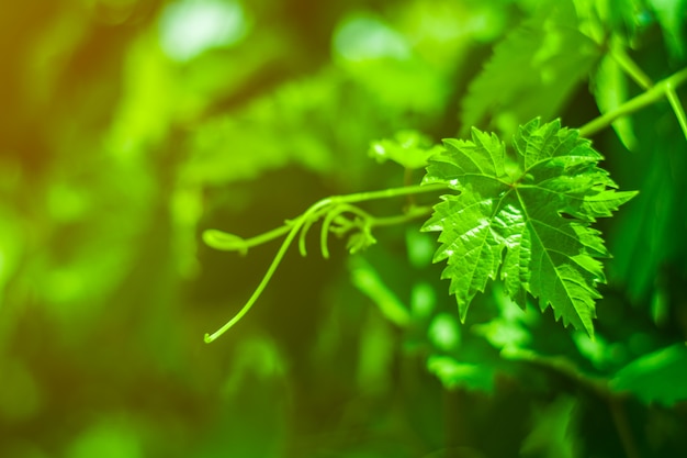 Green grapes leaves in a vineyard.