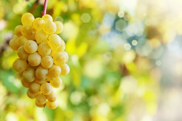 Green grapes on vine over bright background