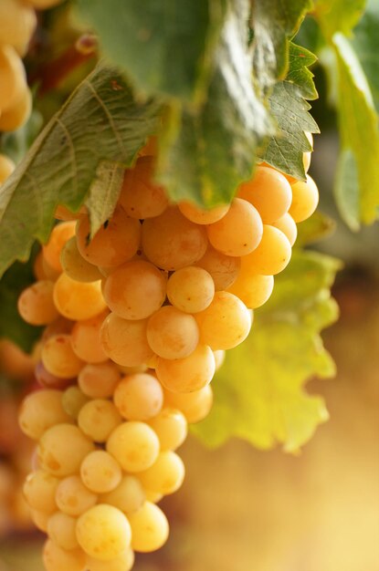 Green grapes on vine over bright background