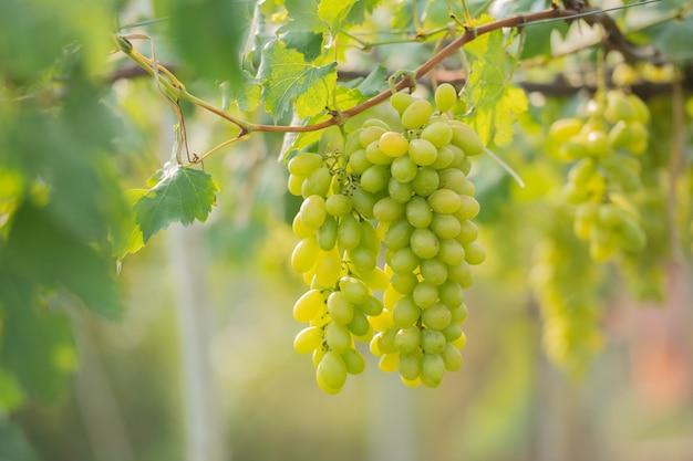 Green grapes on the vine in the vineyard.