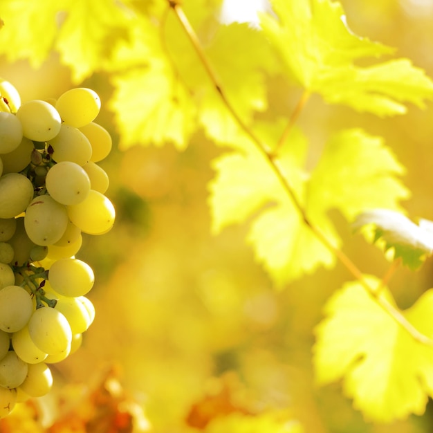 Green grapes on vine