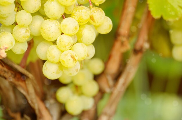 Green grapes on vine