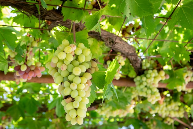 Green grapes in the vineyard