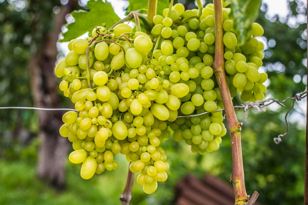 Green grapes on the wine close up