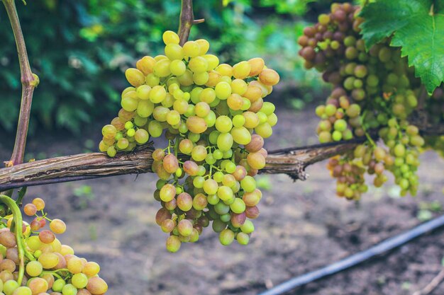 Green grapes on the wine close up