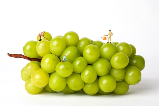 Green grapes with miniature farmers on white isolated