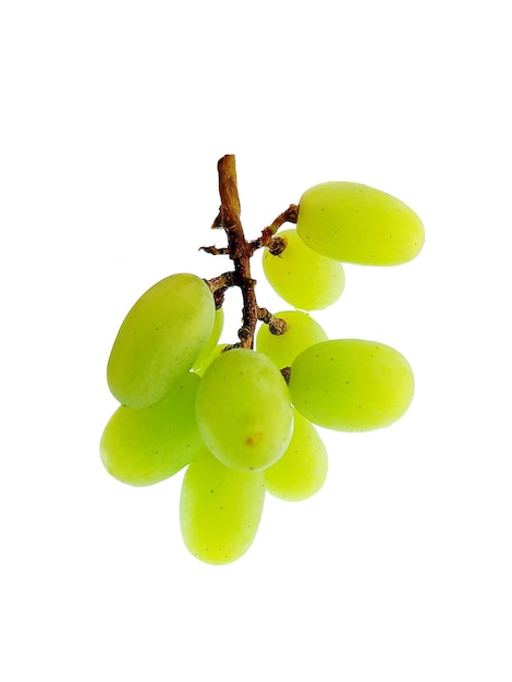 사진 녹색 grapeson 흰색 배경
