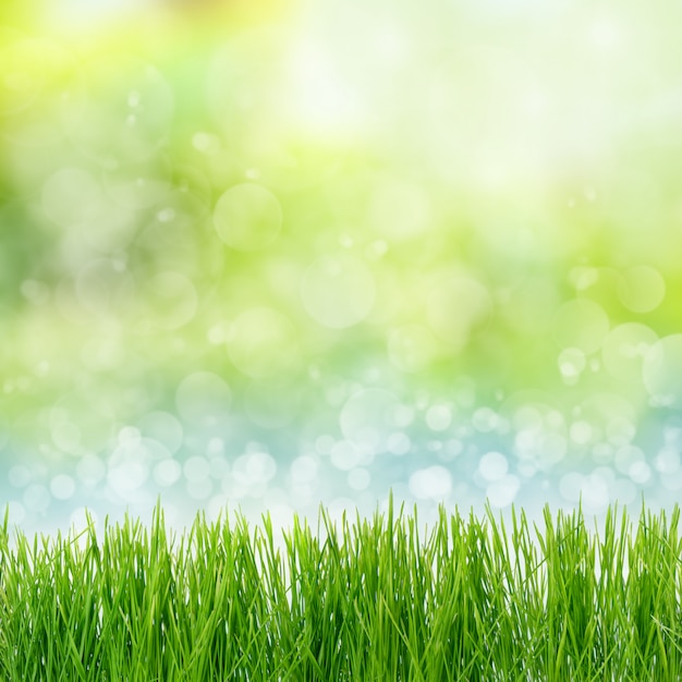 Green grass abstract background