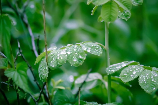 写真 雨の後の緑の草 水滴の植物をクローズアップ 夏の畑のマクロ自然の詳細