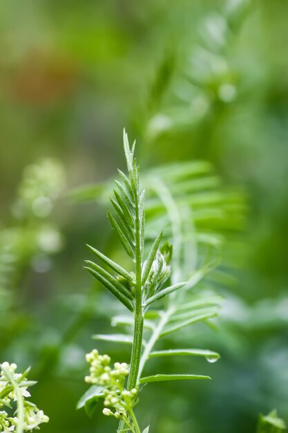 写真 雨の後の緑の草 水滴の植物をクローズアップ 夏の畑のマクロ自然の詳細