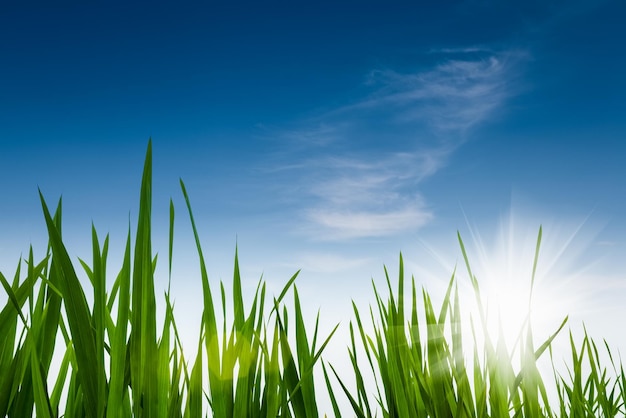 Green grass against a blue sky nature environmental backgroundxA