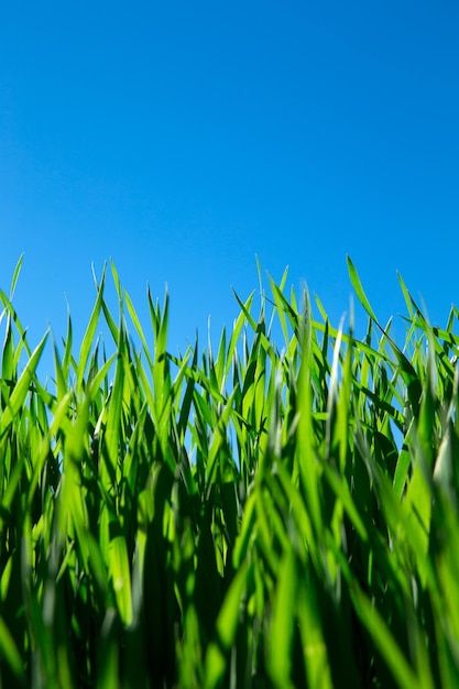Зеленая трава на фоне голубого неба