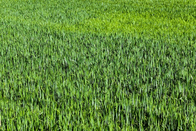 Green grass in an agricultural field