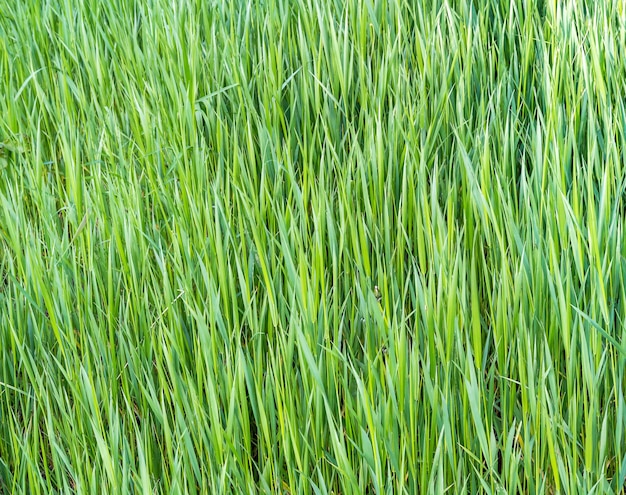 Green grass as natural background