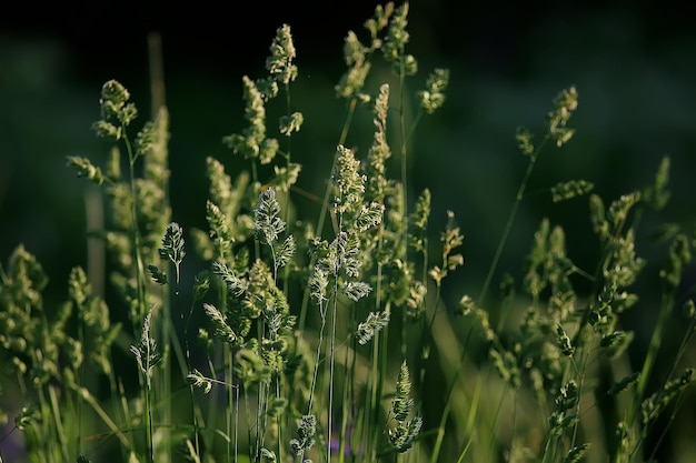 зеленый фон травы / абстрактный фон, природа, свежая зеленая растительность, поле