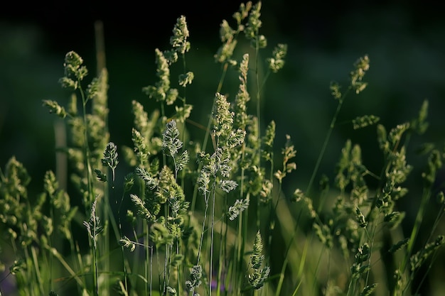 緑の草の背景/抽象的な背景、自然、新緑の植生、フィールド