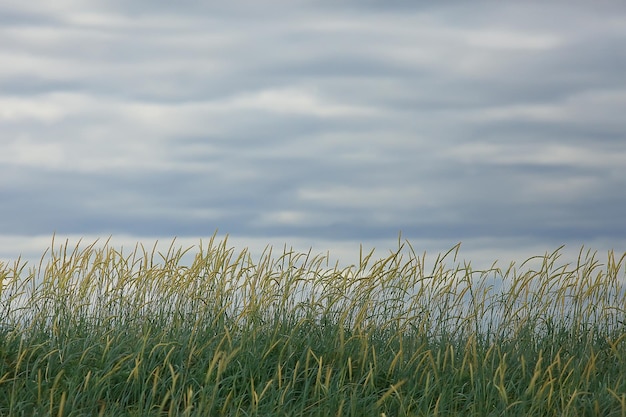 緑の草の背景/抽象的な背景、自然、新緑の植生、フィールド