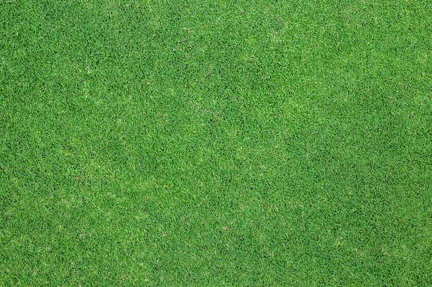 緑色の草の背景。背景テクスチャ。