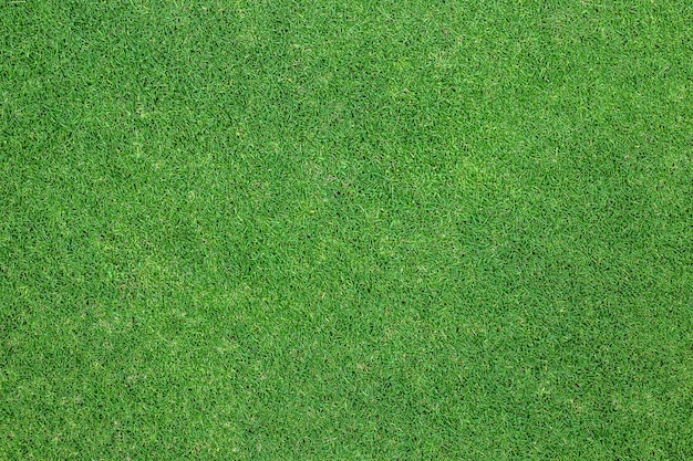 Green grass background. background texture.