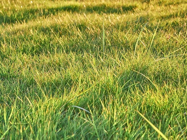 緑の草の背景 近くから見る 春の草の畑