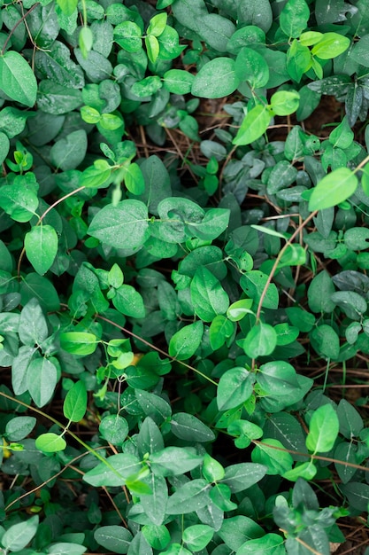 Green grass background closeup view