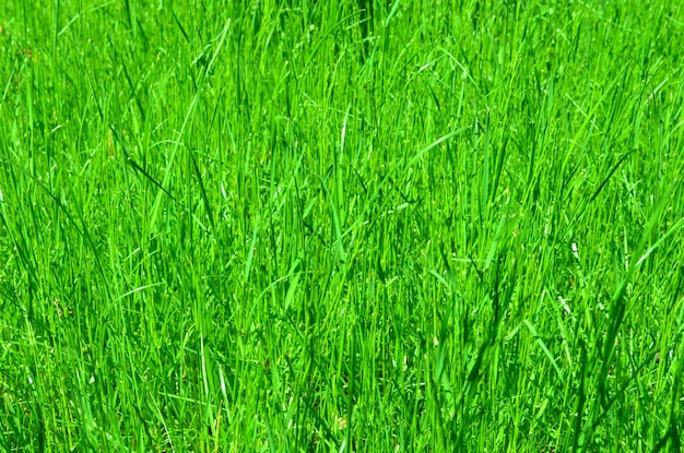 green grass background or font