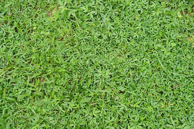 Green grass background in football field