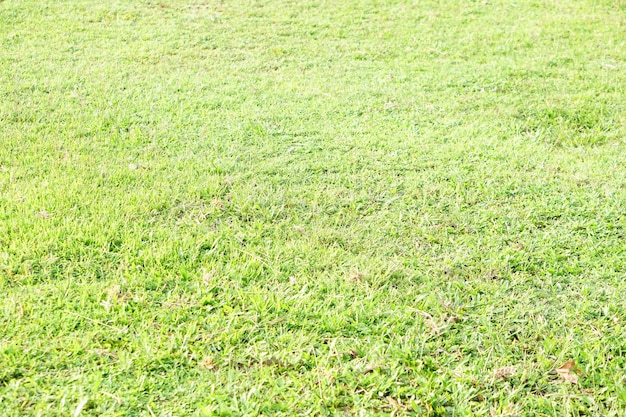 Green grass background in football field