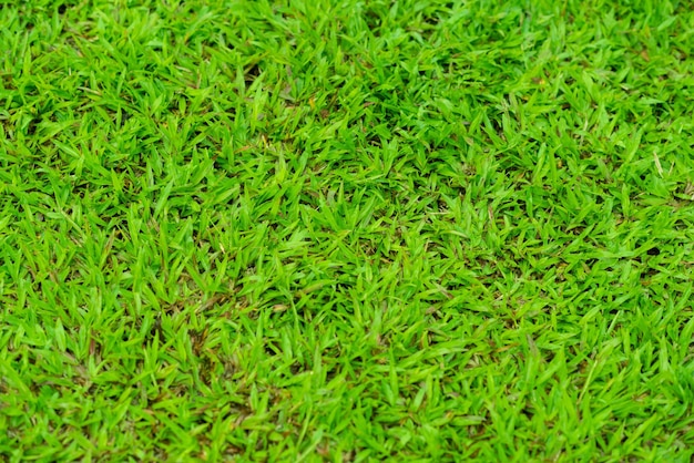 Green grass background football field