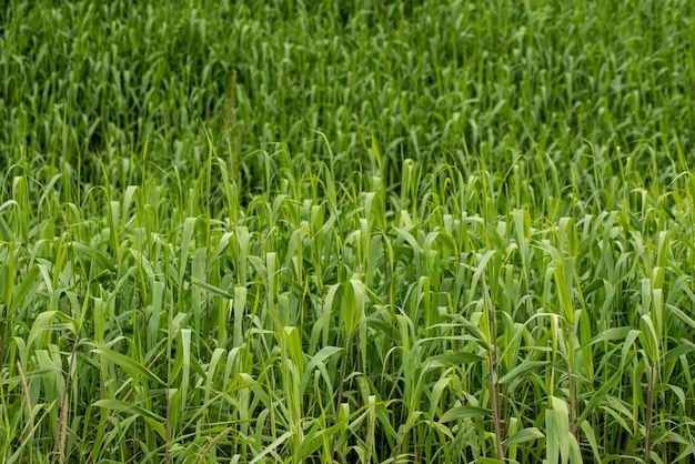 Green Grass Background. Grass on the field