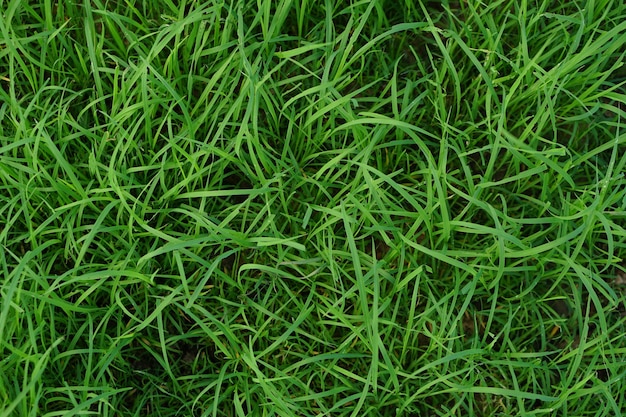 Green grass background on the ground