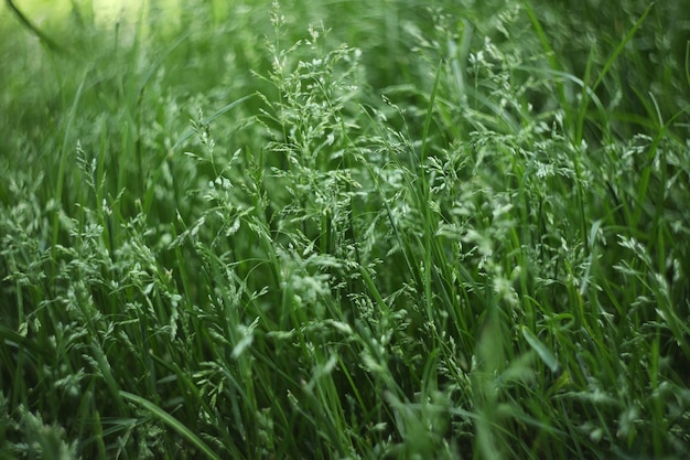 緑の草の背景パターン。緑の草と夏の牧草地