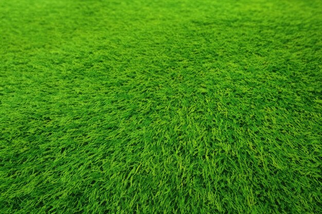 green grass background picture on high quality hd backgrounds