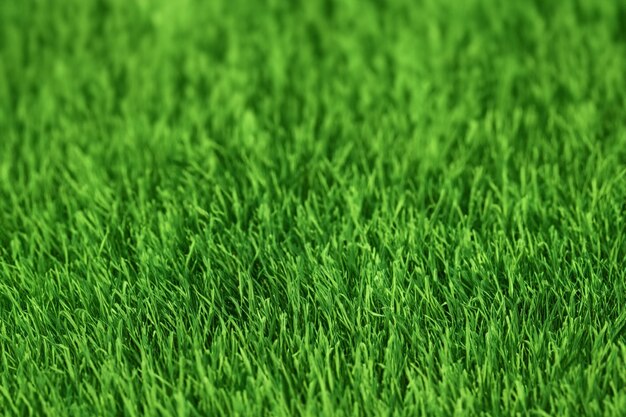 green grass background picture on high quality hd backgrounds