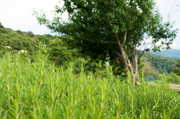 緑の草の背景庭の自然光と選択的なフォーカス