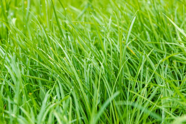 Green grass background in soft-focus.