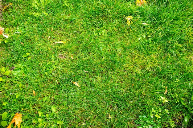 Green grass background in the summer garden