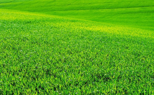 緑の草の背景テクスチャデザインの要素