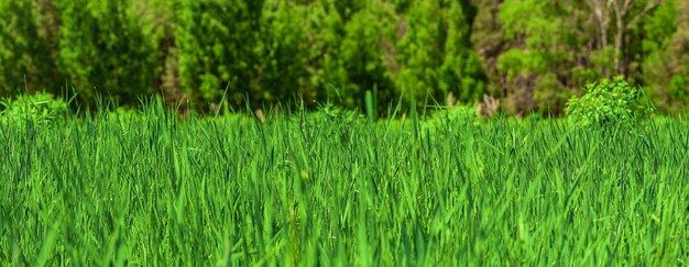 緑の草の背景またはテクスチャ新鮮な草のバナーデザインの芝生長い緑の草のバナー長くて明るい緑の草のテクスチャ