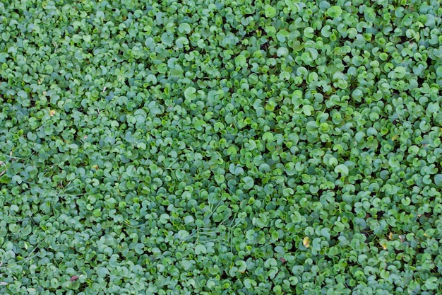 緑の草の背景テクスチャ写真