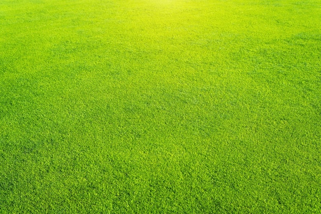 緑の草の背景のテクスチャ