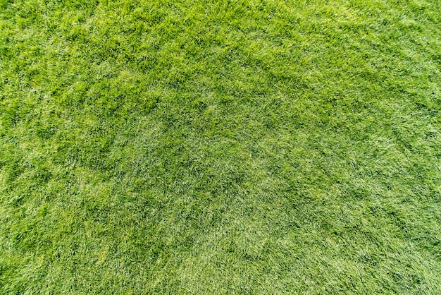 Green grass background texture