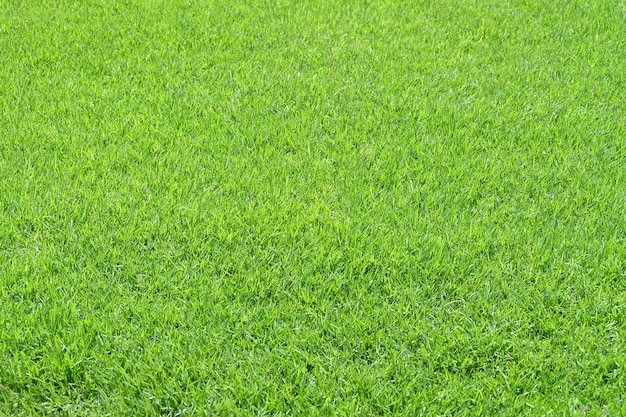 Green grass background texture