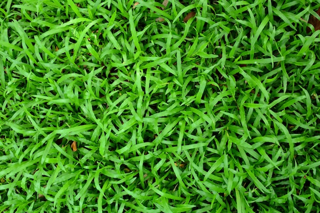 Green grass background texture.