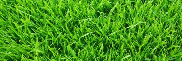 green grass background and texture