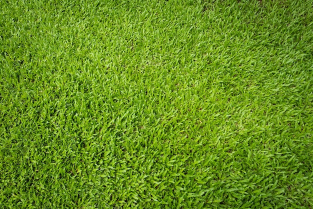 Green grass background and textured