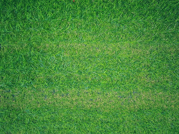 Photo green grass background and textures