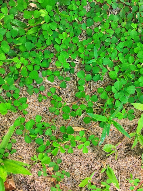 緑の草の背景 上から見る